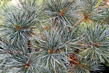 Pinus parviflora Blauer Engel
