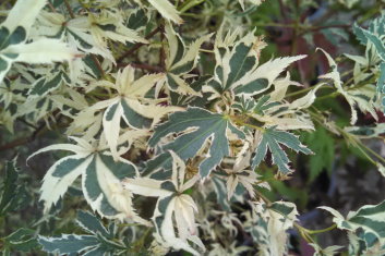 Acer palmatum Hana fubuki