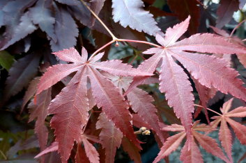 Acer palmatum Ed Carmine