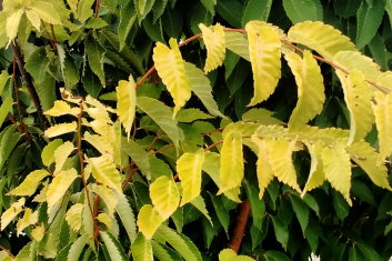 Zelkova serrata Ogon