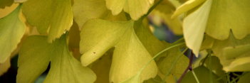 z Ginkgo biloba Green Pagoda