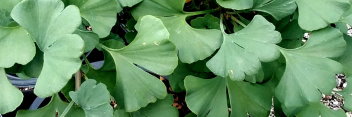 z Ginkgo biloba Everton Broom