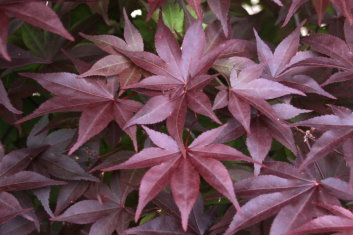 Acer palmatum Whitney Red