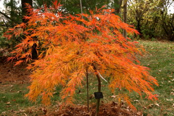 Acer palmatum Pink Lace