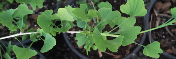 z Ginkgo biloba Munchkin