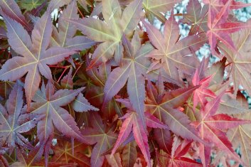 Acer palmatum Beni maiko