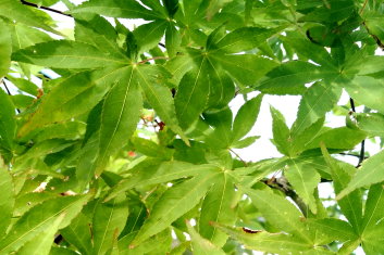 Acer palmatum Hondoshi
