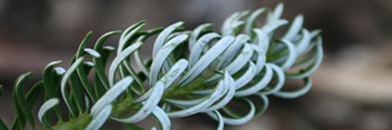 ****CONIFERS LISTED AT BOTTOM OF PAGE