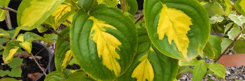 z Cornus kousa Gold Cup