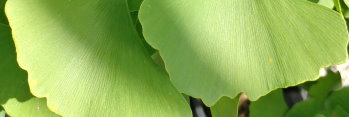 z Ginkgo biloba Canopy