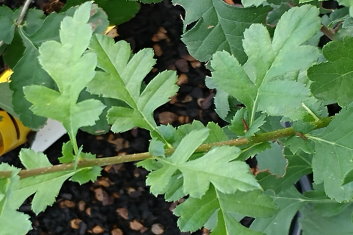 Crataegus monogyna Inermis Compacta