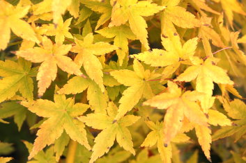 Acer palmatum Bihou