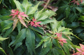 Acer palmatum Hupp’s Dwarf