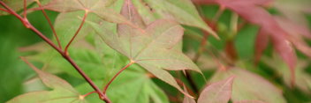 Acer palmatum Osakazuki Rubrum