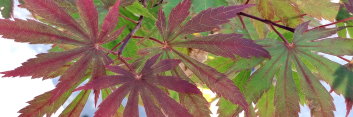 Acer shirasawanum Gloria