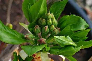 Enkianthus campanulatus Miyamabeni