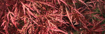 Acer palmatum Crimson Queen