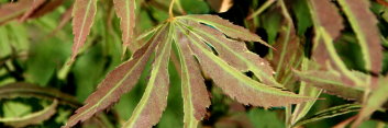 Acer palmatum Beni shi en