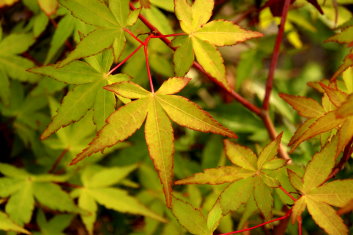 Acer palmatum Mizuho  beni