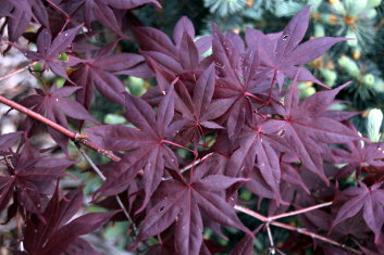 Acer palmatum Ariake nomura