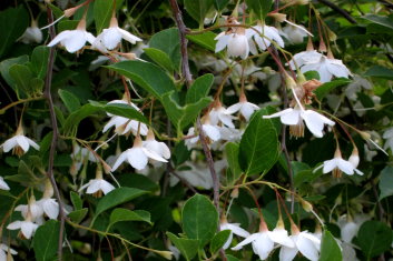 Styrax japonicus Fragrant Fountain
