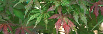Acer palmatum Kasagi yama