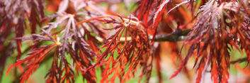 Acer palmatum Van Den Akker