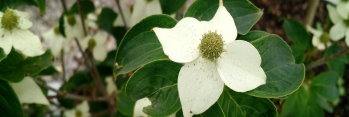 z Cornus kousa var chinensis Girard's Nana