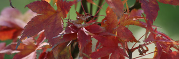 Acer palmatum Sekka yatsubusa