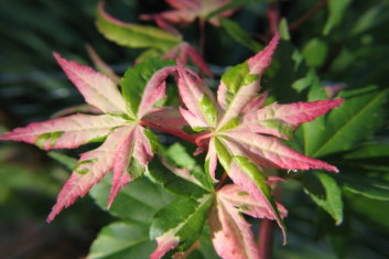 Acer palmatum Oridono nishiki