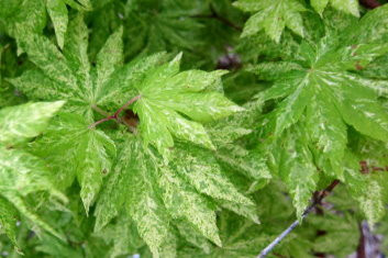 Acer sieboldianum Kumo moi nishiki