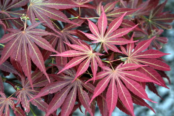 Acer palmatum Burgundy Lime