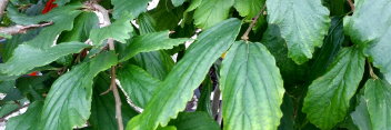 z Parrotia persica Kews Weeping