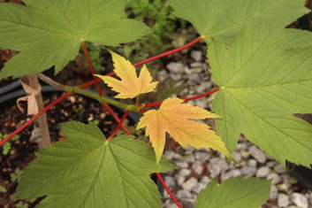 Acer pseudoplatanus Puget Pink