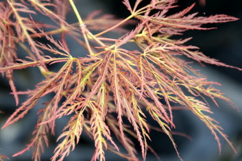 Acer palmatum Hana matoi