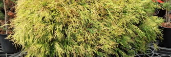 z Conifer Cham pisifera Lemon Thread