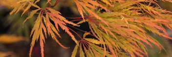 Acer palmatum Ellen