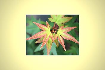  Japanese Maples: Inspirations in Color - Volume 1