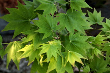 Acer palmatum Moonshadow