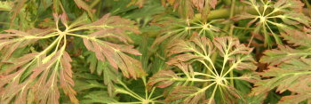 Acer japonicum Abby's Weeping