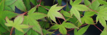 Acer palmatum Caperci Dwarf