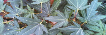 Acer palmatum Seiun kaku