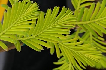 Metasequoia glyptostroboides Golden Dawn