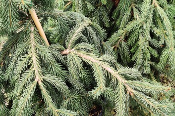 Picea abies Frohburg