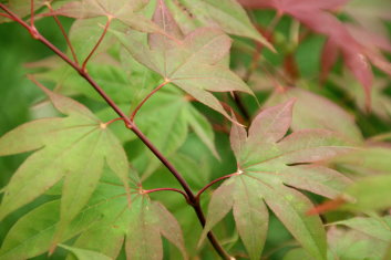 Acer palmatum Osakazuki Rubrum