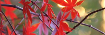 Acer palmatum Red Wonder / Scarlet Wonder