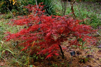 Acer palmatum Berrima Bridge