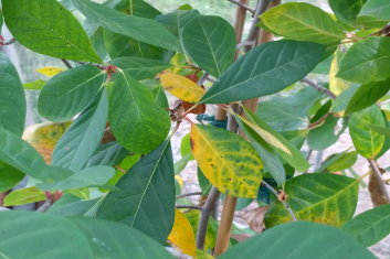 Nyssa sylvatica Autumn Cascade (Tupelo)