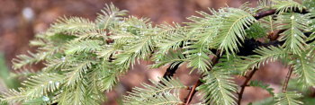 z Metasequoia glyptostroboides Miss Grace ( Dawn Redwood )