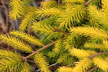 Tsuga canadensis Gentsch Dwarf